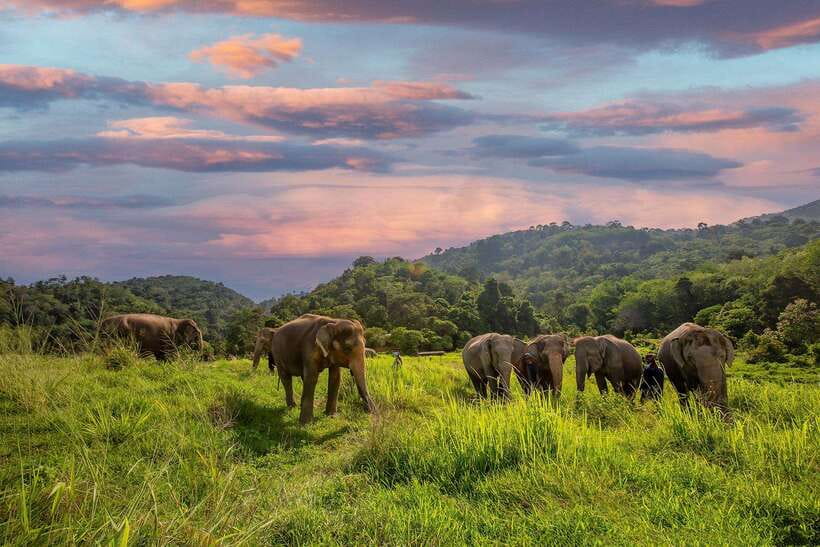 Phuket: Bukit Elephant Park Sanctuary Walk and Feed Tour - Getting to Bukit Elephant Park: Pickup Timing and the Joined Van Reality