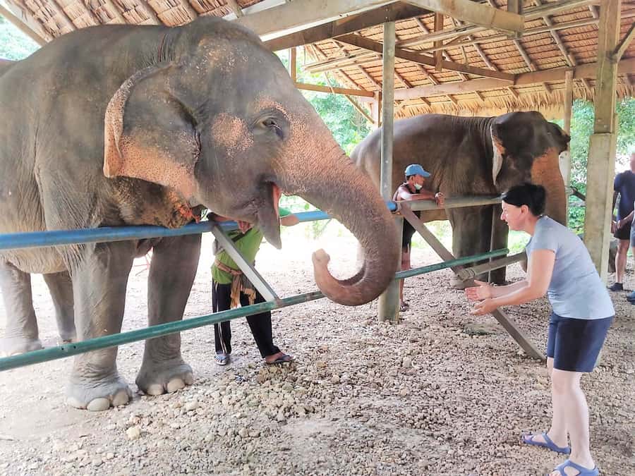 Phuket: Cheow Lan Lake Overnight with Elephant Day Care - Thongsuk Elephant Park: medicinal food, mud spa bathing, and feeding by hand