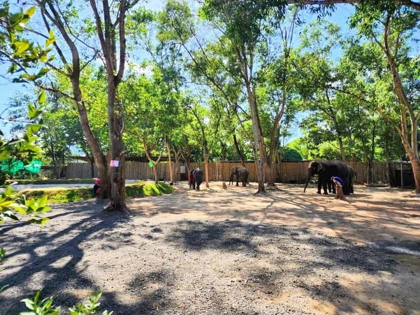 Phuket City Tour with Night Market Visit & Elephant Feeding - Who should book, and who should skip this one