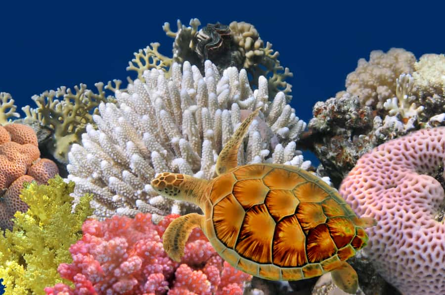 Phuket: Coral Island Longtail Boat Cruise with Snorkeling - The 8-hour flow: early pickup, island time, then back to Phuket