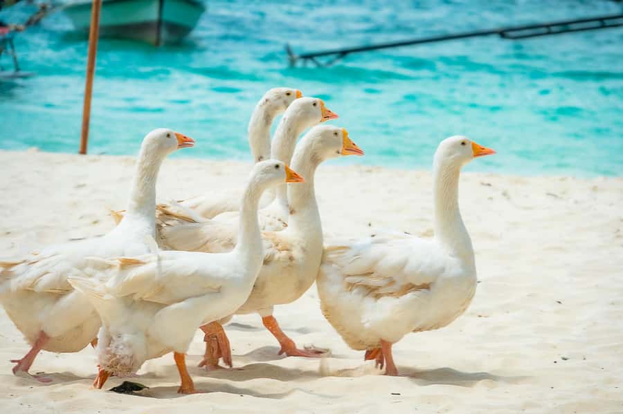 Phuket: Coral, Racha, Promthep Island Catamaran Trip & Lunch - Key highlights if you want the good parts fast