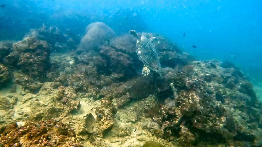 Phuket: Coral Reef Scuba Diving Experience at G Beach Club - First-timer coaching: safety, patience, and instructors who explain