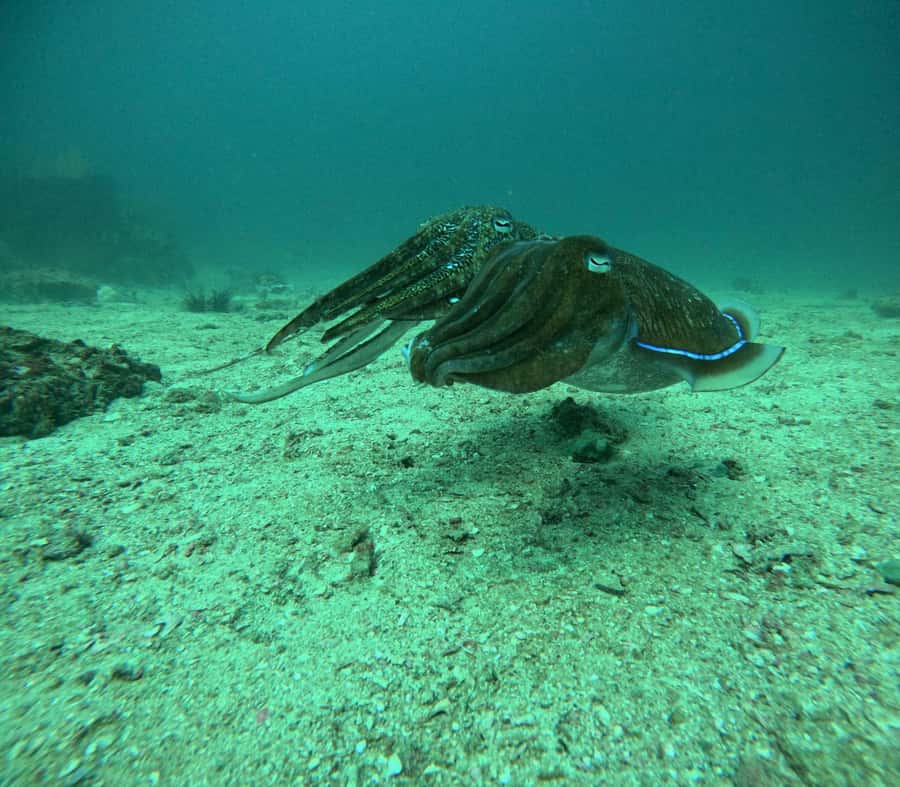 Phuket: Coral Reef Scuba Diving Experience at G Beach Club - Coral reef conditions, shallow scenery, and night-session options