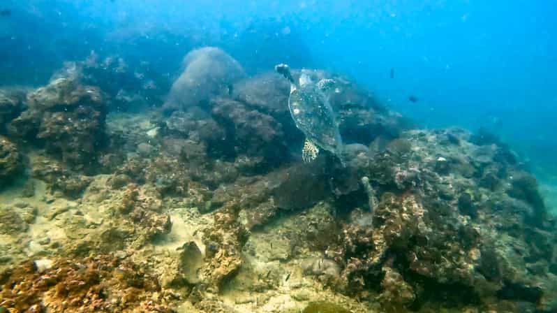 Phuket: Coral Reef Scuba Diving Experience at G Beach Club - Who should book this Phuket reef experience