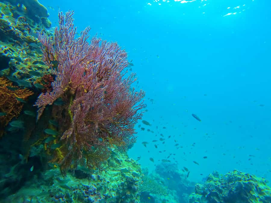 Phuket: Deluxe Phi Phi Tour by Speedboat & Lunch Buffet - Pileh Lagoon: swimming in the natural pool zone