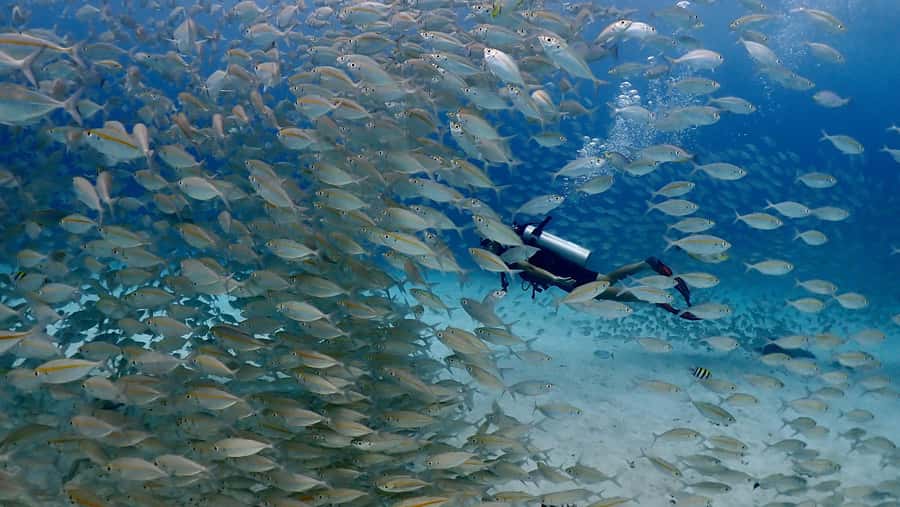 Phuket: Discover Scuba Diving to Racha Yai Island - Racha Yai: the First-Timer Reef You Can Actually Do