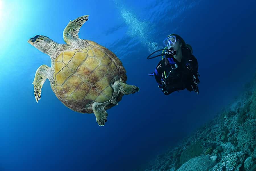 Phuket: Discover Scuba Diving to Racha Yai Island - Should You Book Phuket Try-Scuba at Racha Yai?
