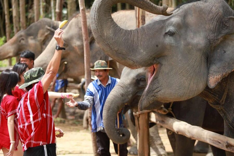 Phuket: Elephant Experience with Lunch or Dinner and Pickup - Karen Culture, Thai Herb Tea, and The Tie-Dye You Make