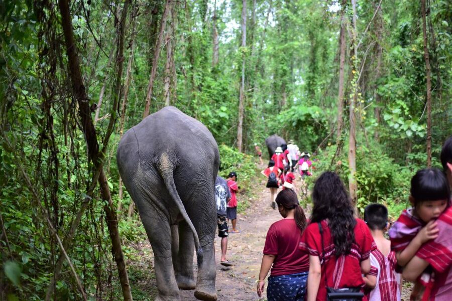 Phuket: Elephant Experience with Lunch or Dinner and Pickup - Feeding The Elephants, Then Walking With Them In The Jungle