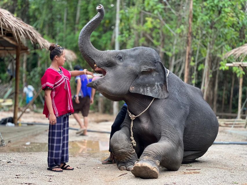 Phuket: Elephant Experience with Lunch or Dinner and Pickup - Price and Value: Is This Phuket Elephant Experience Worth It?
