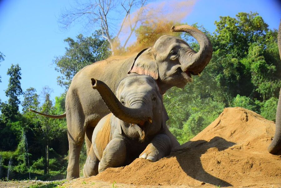 Phuket: Elephant Feeding Program - The welcome and a 10-minute elephant primer that sets the tone