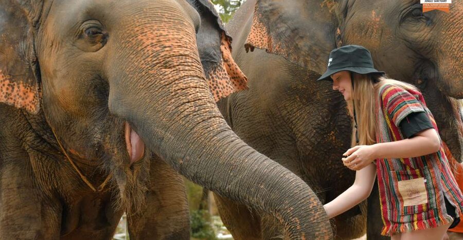 Phuket: Elephant Jungle Sanctuary Ethical Feeding Experience - Key points before you go