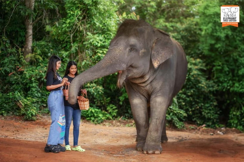 Phuket: Elephant Jungle Sanctuary Ethical Feeding Experience - FAQ