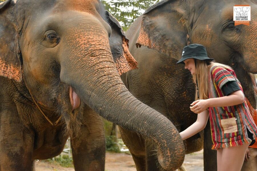 Phuket: Elephant Jungle Sanctuary Ethical Feeding Experience - Ethical elephant feeding: what you can expect the sanctuary to prioritize