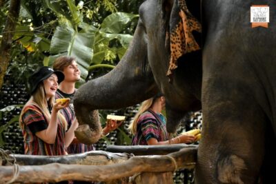 Elephant Jungle Sanctuary Ethical Feeding Experience
