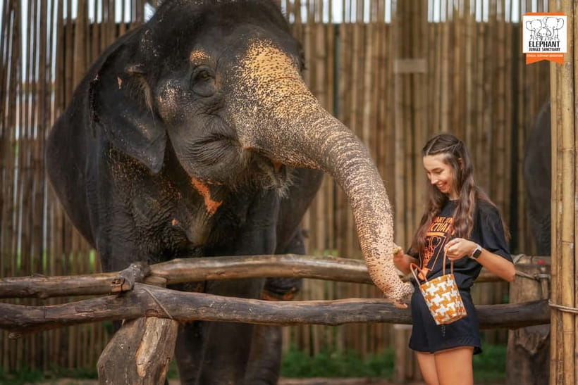 Phuket: Elephant Jungle Sanctuary Ethical Feeding Experience - What to bring for Elephant Jungle Sanctuary Phuket