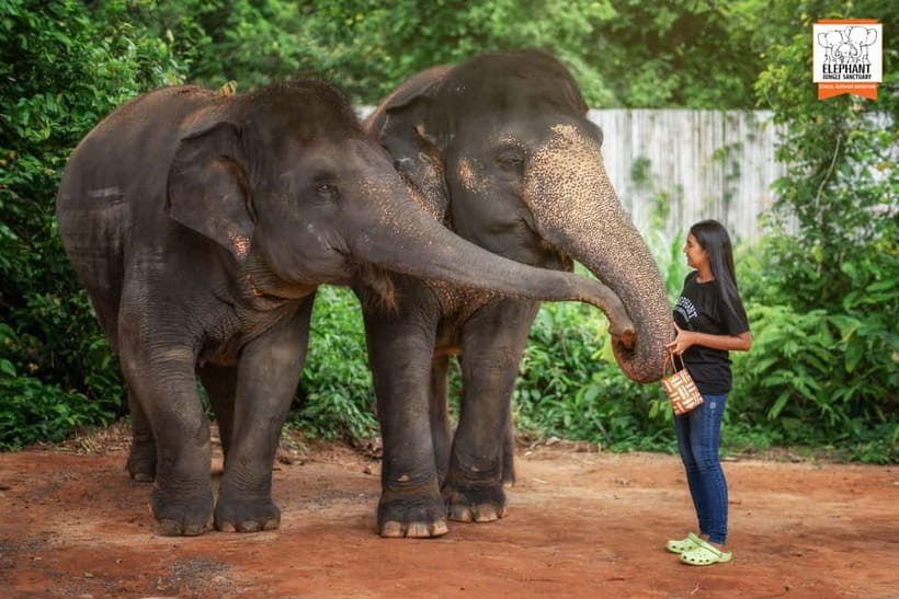 Phuket: Elephant Jungle Sanctuary Ethical Feeding Experience - Photo and behavior tips that actually help