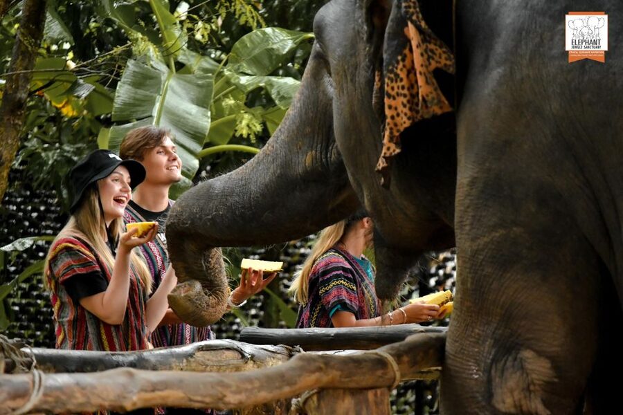 Phuket: Elephant Jungle Sanctuary Ethical Feeding Experience - From Elephant Jungle Cafe to your feeding area, in real time