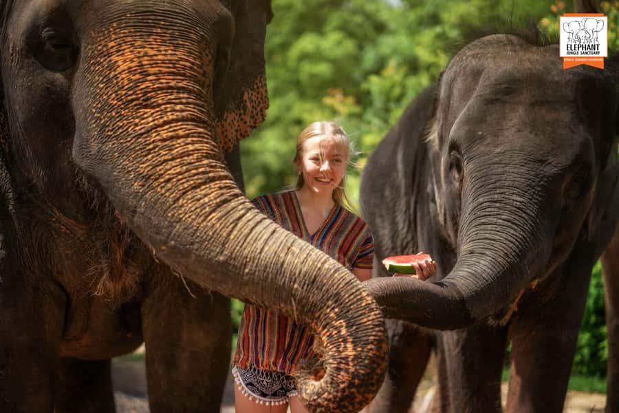 Phuket: Elephant Jungle Sanctuary Half-Day Visit with Meal - The mud spa: where you get close, and how you should stay careful