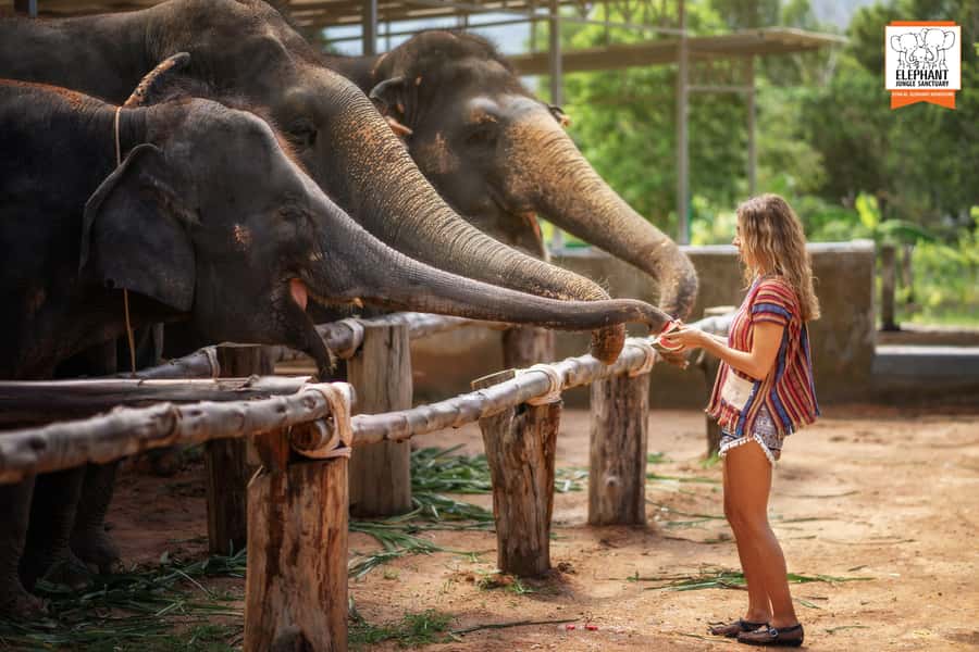 Phuket: Elephant Jungle Sanctuary Half-Day Visit with Meal - Value for $90: what you are really paying for