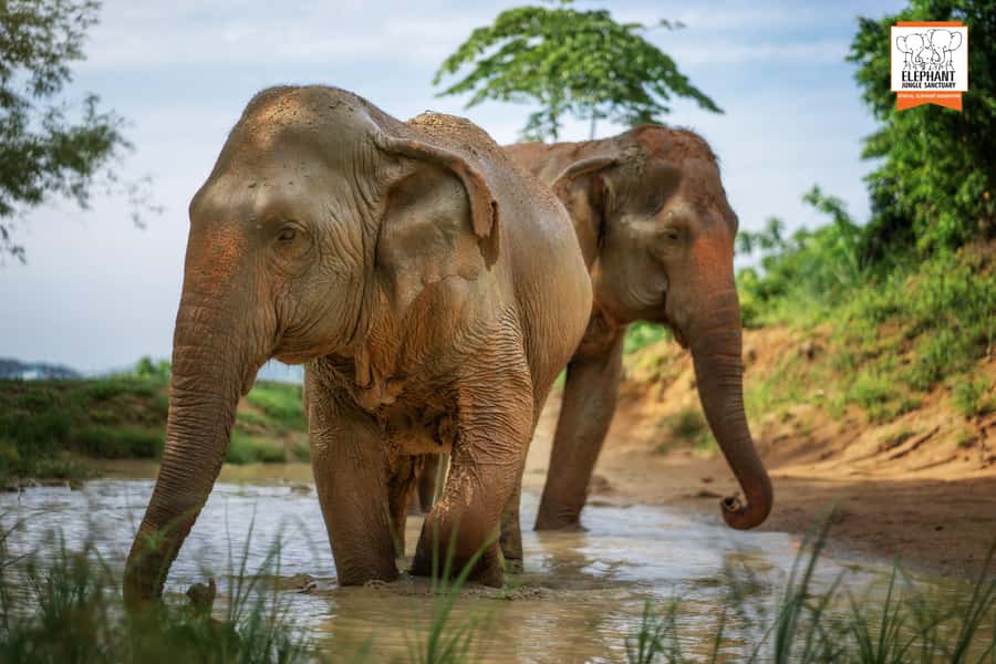 Phuket: Elephant Jungle Sanctuary 'Watch Me' Experience - Elephant Jungle Sanctuary’s Watch Me: what the experience is really about