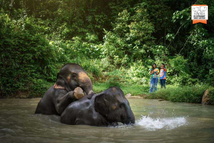Phuket: Elephant Jungle Sanctuary 'Watch Me' Experience - What you’ll see: roaming, bathing, and herd interaction in action