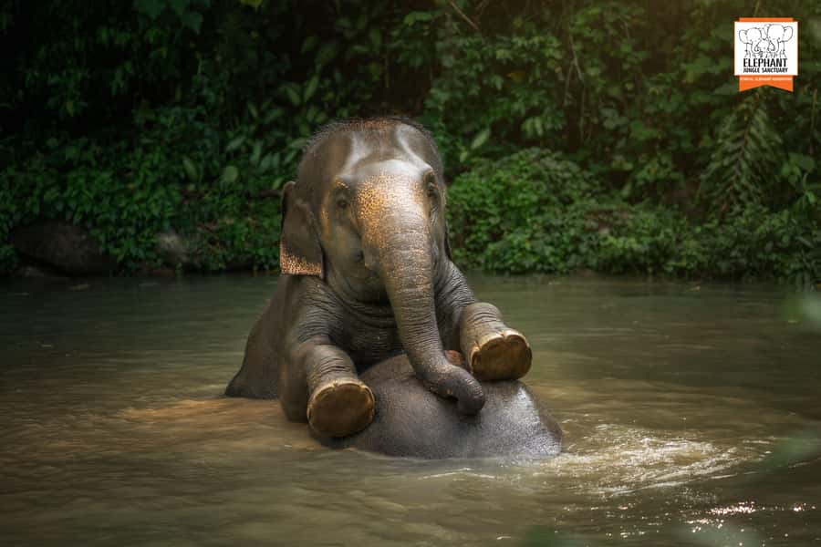 Phuket: Elephant Jungle Sanctuary 'Watch Me' Experience - The included Thai meal: what makes it feel worth the visit