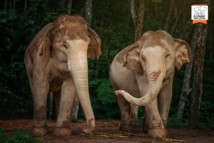 Phuket: Elephant Jungle Sanctuary 'Watch Me' Experience - Practical logistics: timing, meeting point, and pickup