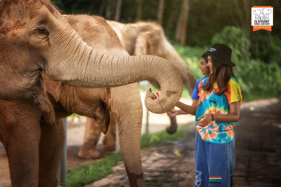 Phuket: Elephant Jungle Sanctuary 'Watch Me' Experience - The 3-hour flow: breakfast prep, hand-feeding, and calm observation