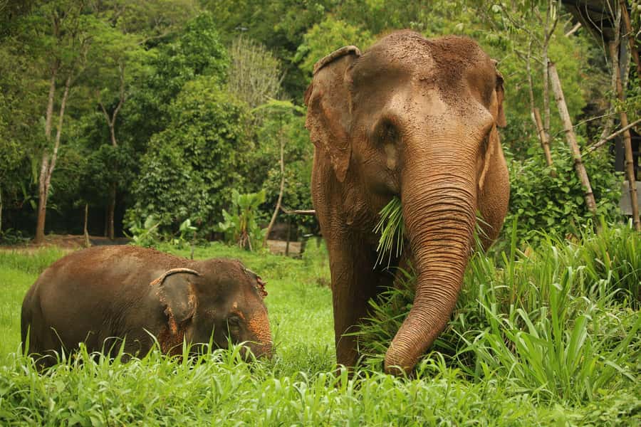 Phuket: Elephant Nature Reserve Entry Ticket and Guided Tour - Phuket Elephant Nature Reserve: what you’re really buying