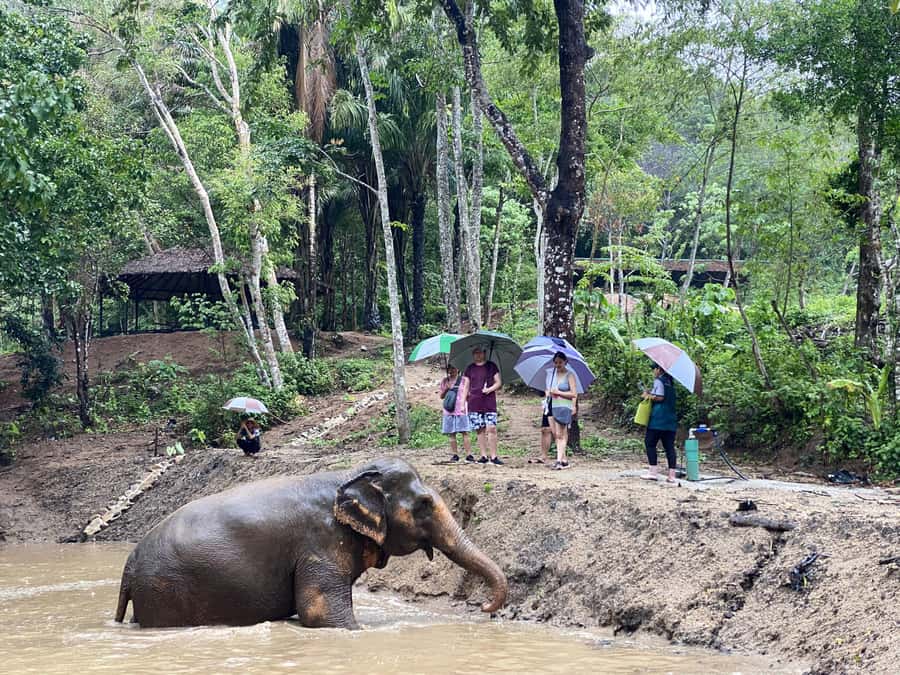 Phuket: Elephant Nature Reserve Entry Ticket and Guided Tour - What makes the sanctuary approach feel different (and better)
