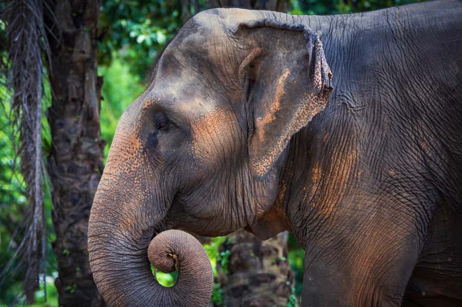 Phuket: Elephant Nature Reserve Entry Ticket and Guided Tour - Photos, proximity, and comfort: what to expect in real terms