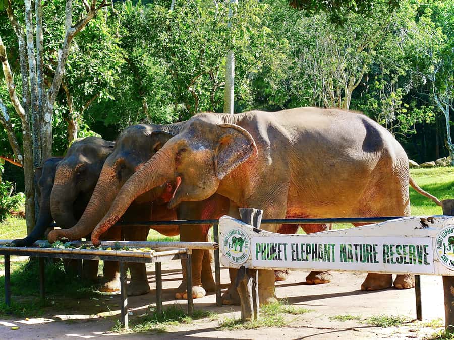 Phuket: Elephant Nature Reserve Entry Ticket and Guided Tour - Price and value: is $37 a good deal here?