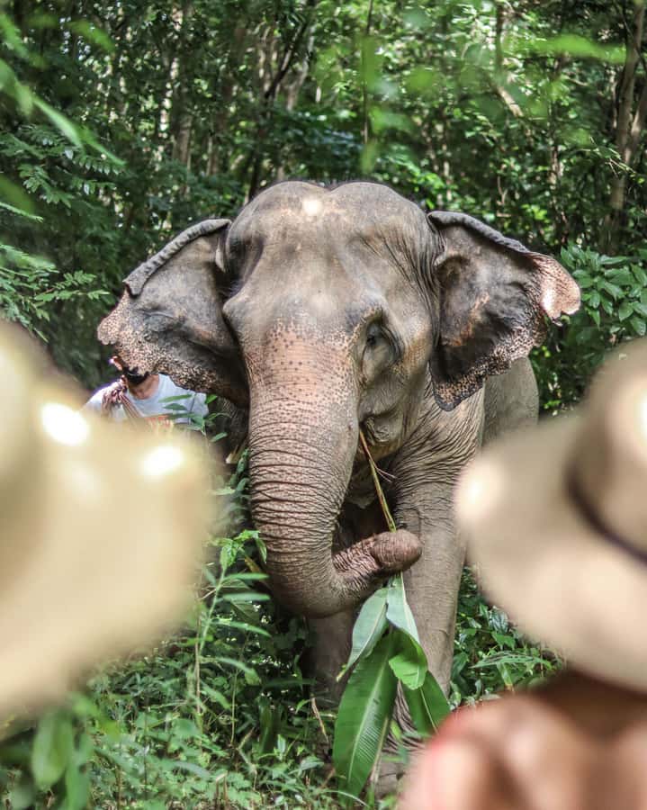 Phuket: Elephant Nature Reserve Entry Ticket and Guided Tour - Tips to get the most out of your elephant nature reserve day
