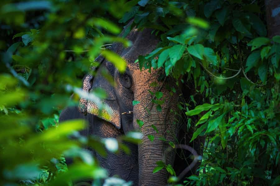Phuket: Elephant Nature Reserve Entry Ticket and Guided Tour - Should you book the Phuket Elephant Nature Reserve entry and guided tour?