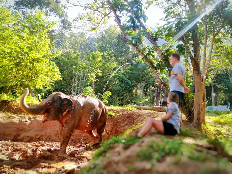 Phuket: Elephant Nature Reserve Entry Ticket and Guided Tour - How the 1.5-hour flow feels on the ground