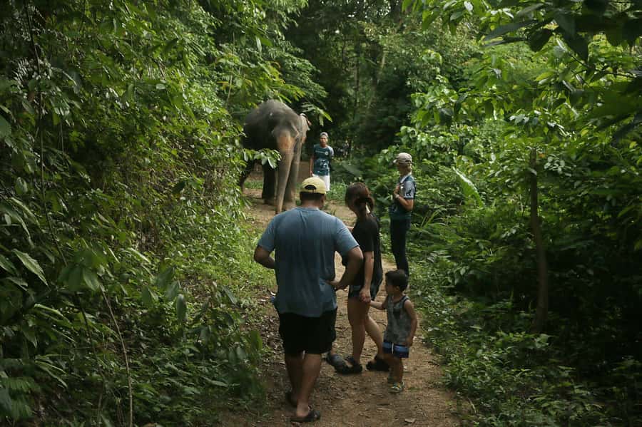 Phuket Elephant Nature Reserve - Half Day Elephant Adventure - Key highlights to know before you go