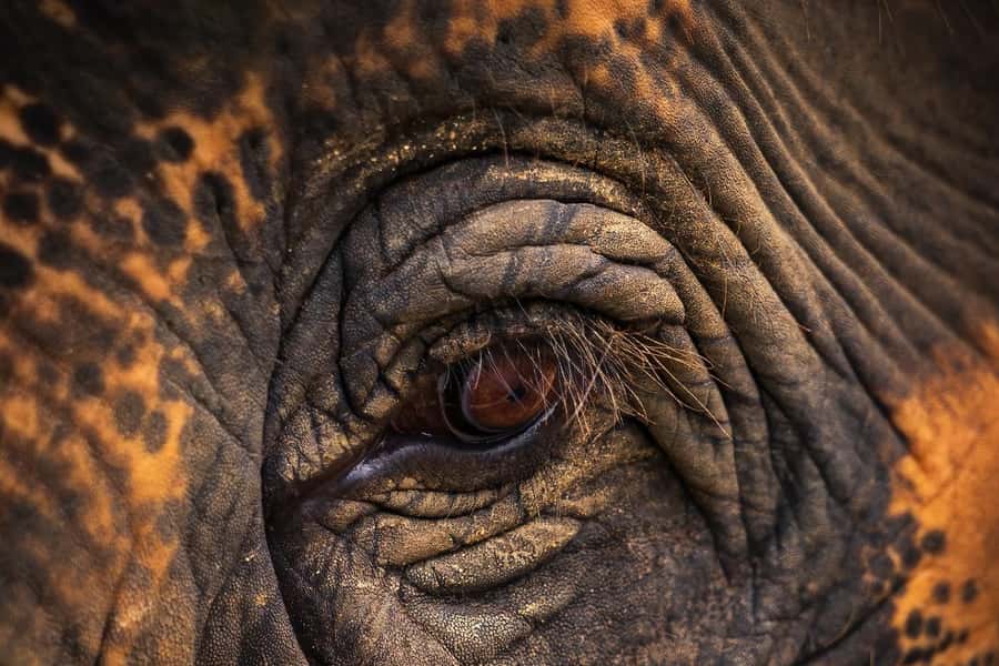 Phuket Elephant Nature Reserve - Half Day Elephant Adventure - Jungle observation time: what you will realistically see