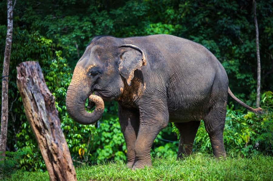 Phuket Elephant Nature Reserve - Half Day Elephant Adventure - Enrichment vitamin balls: your hands, without the pressure
