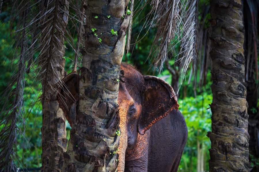 Phuket Elephant Nature Reserve - Half Day Elephant Adventure - Elephant dung recycling center: the conservation angle you can feel