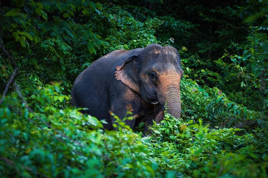 Phuket Elephant Nature Reserve - Half Day Elephant Adventure - Logistics that actually affect your comfort