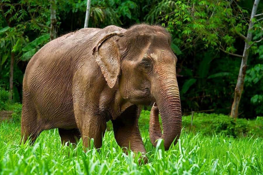 Phuket Elephant Nature Reserve - Half Day Elephant Adventure - The half-day schedule, explained in real human terms