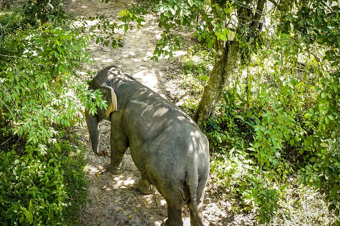 Phuket: Elephant Sanctuary Canopy Walkway Tour - Key highlights you will feel right away