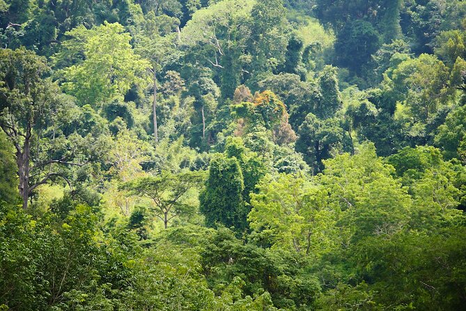 Phuket: Elephant Sanctuary Canopy Walkway Tour - Walking the 500 meter-long canopy: views that do not intrude