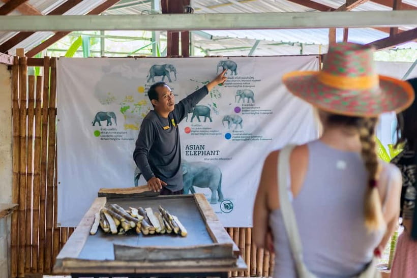 Phuket: Elephant Sanctuary Feed and Bathe Gentle Giants - Key things I’d tell you to watch for