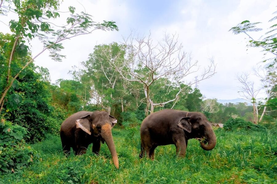 Phuket: Elephant Sanctuary Feed and Bathe Gentle Giants - Quick packing list for the Phuket “feed and bathe” moment