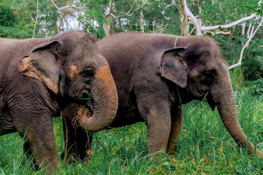Phuket: Elephant Sanctuary Feed and Bathe Gentle Giants - Unlimited photos: how to use the time without rushing