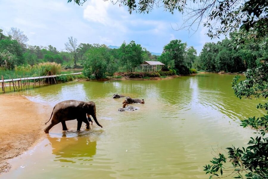 Phuket: Elephant Sanctuary Feed and Bathe Gentle Giants - River bathing: watching gentle giants splash for wellbeing