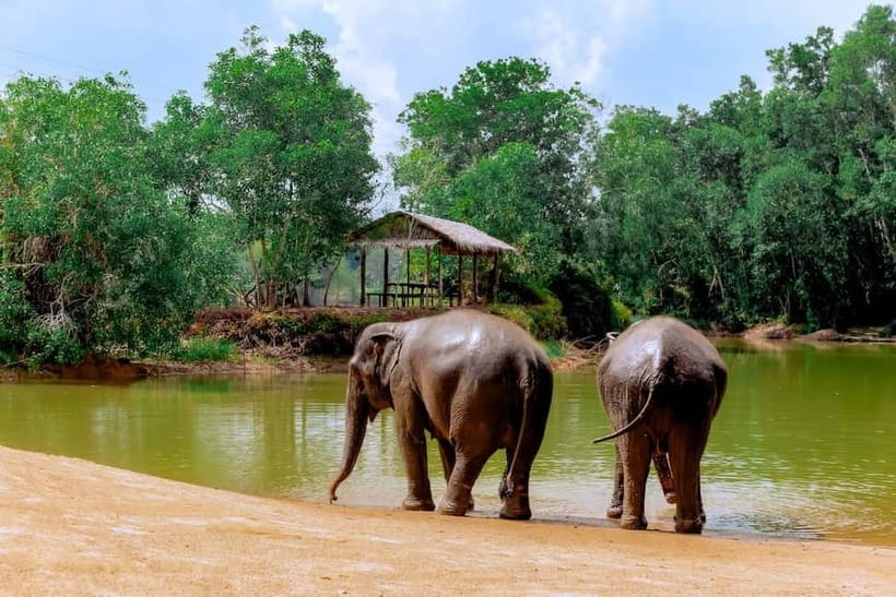 Phuket: Elephant Sanctuary Feed and Bathe Gentle Giants - What’s included in your Phuket day, and why it matters
