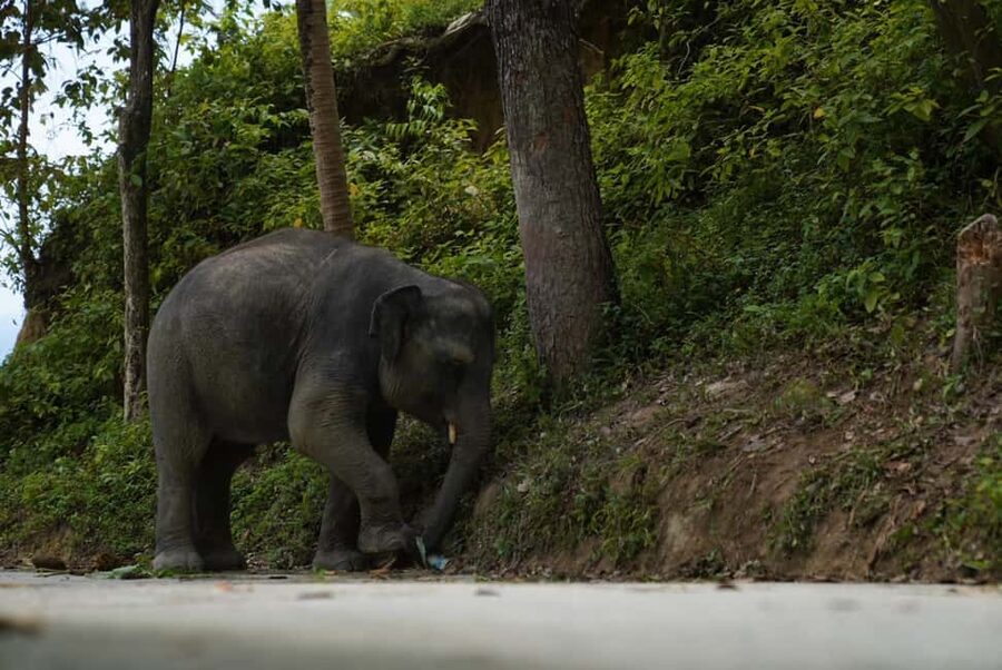 Phuket: Elephant Sanctuary Guided Tour with Hotel Transfers - Bathing Moments: Watching Elephants Choose, Not Forcing Them